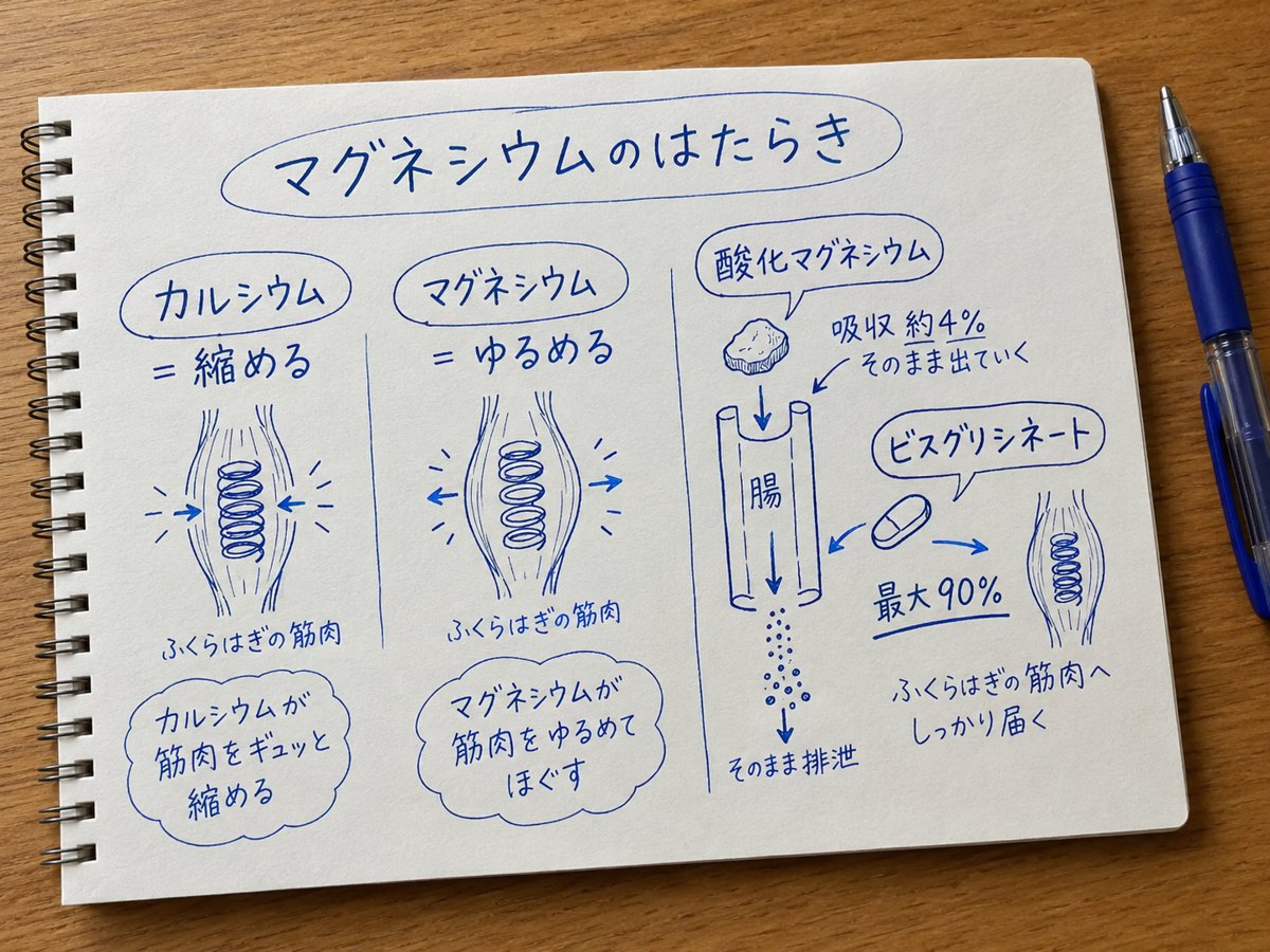 こむら返りのしくみ